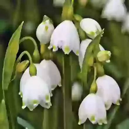 Leucojum